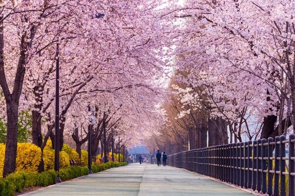 4. Yeouido Hangang Park – Con đường hoa anh đào nổi tiếng